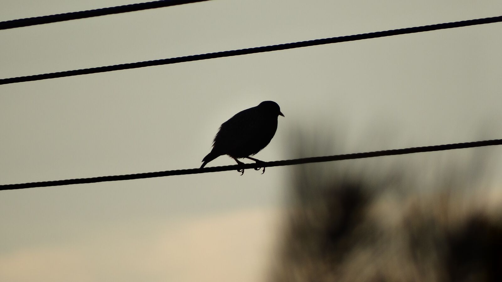 Sony Cyber-shot DSC-HX300 sample photo. Bird, flying, a young photography