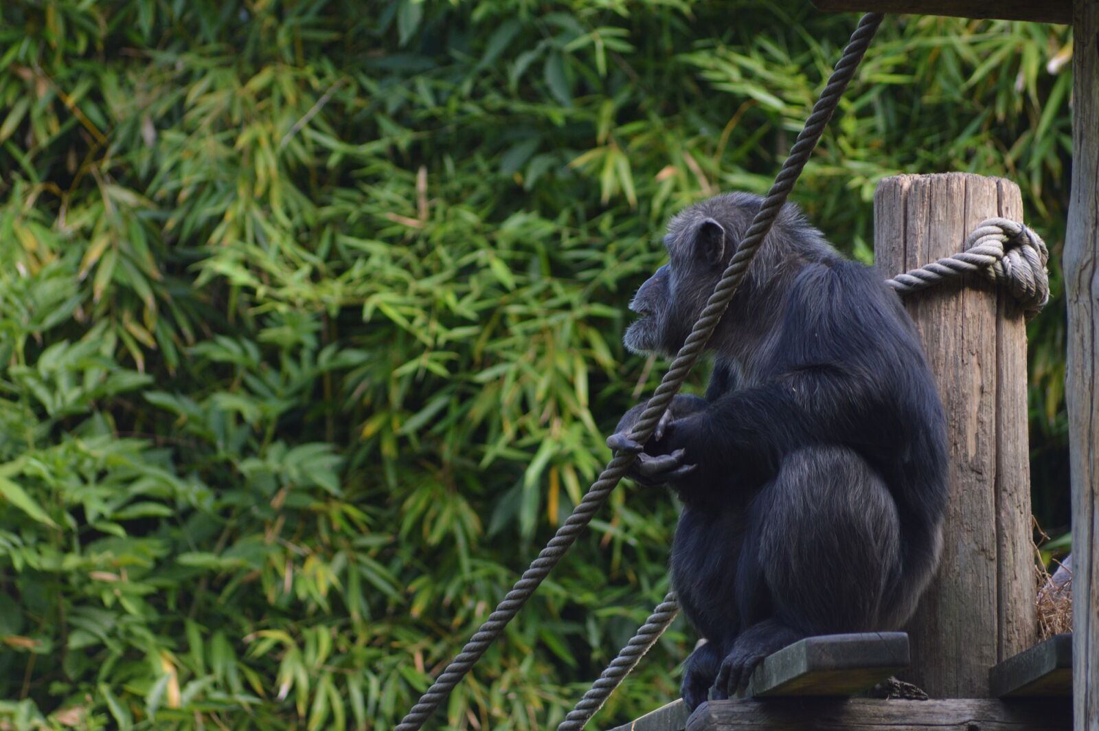Nikon D3200 sample photo. Monkey, chimpanzee, primate photography