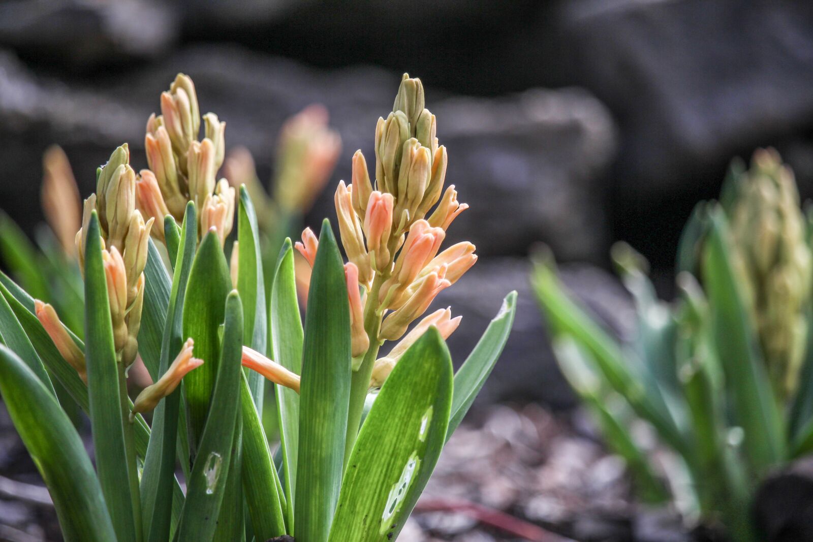 Canon EOS 700D (EOS Rebel T5i / EOS Kiss X7i) sample photo. Nature, flower, flora photography
