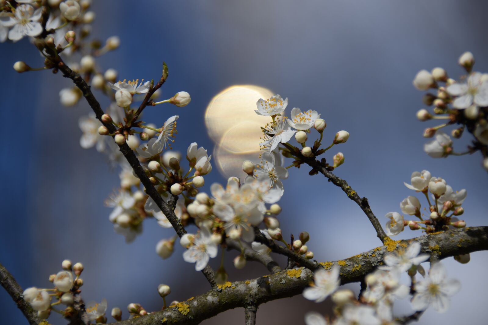 Nikon D3300 sample photo. Spring, flowers, light photography
