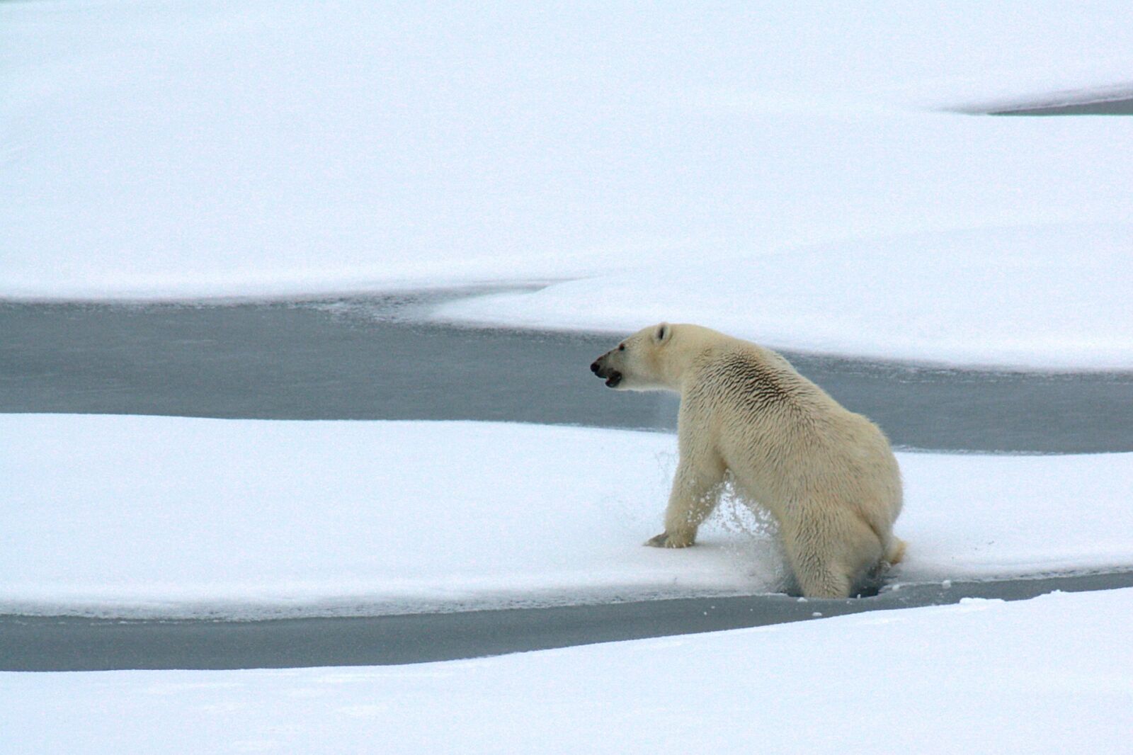 Canon EOS 1000D (EOS Digital Rebel XS / EOS Kiss F) sample photo. Polar bear, ice, floating photography