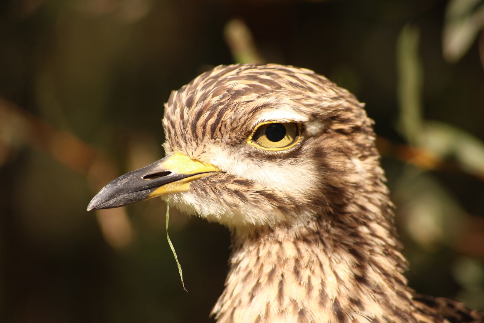 Canon EOS 600D (Rebel EOS T3i / EOS Kiss X5) sample photo. Bird, zoo, wild bird photography