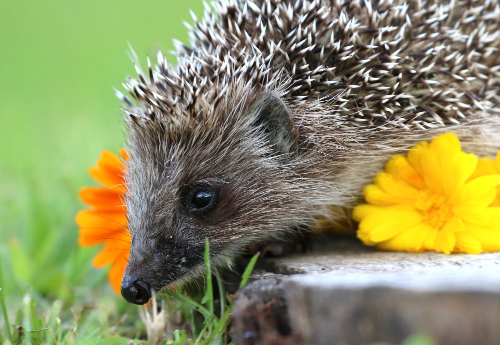 Canon EOS 70D + Canon EF 70-200mm F4L USM sample photo. Hedgehog, stump, scratchy photography