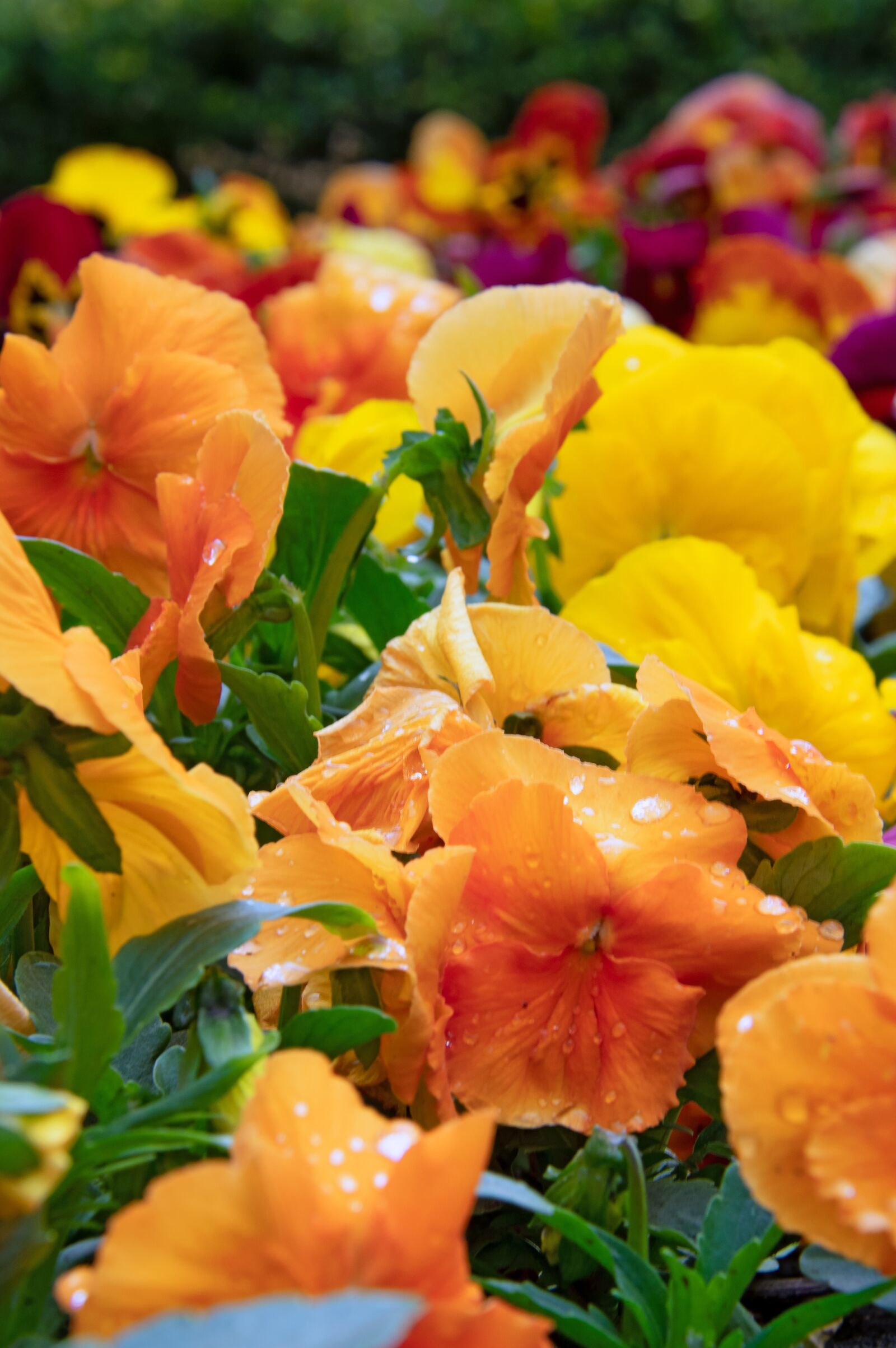 Nikon D3200 sample photo. Color, fresh, spring photography