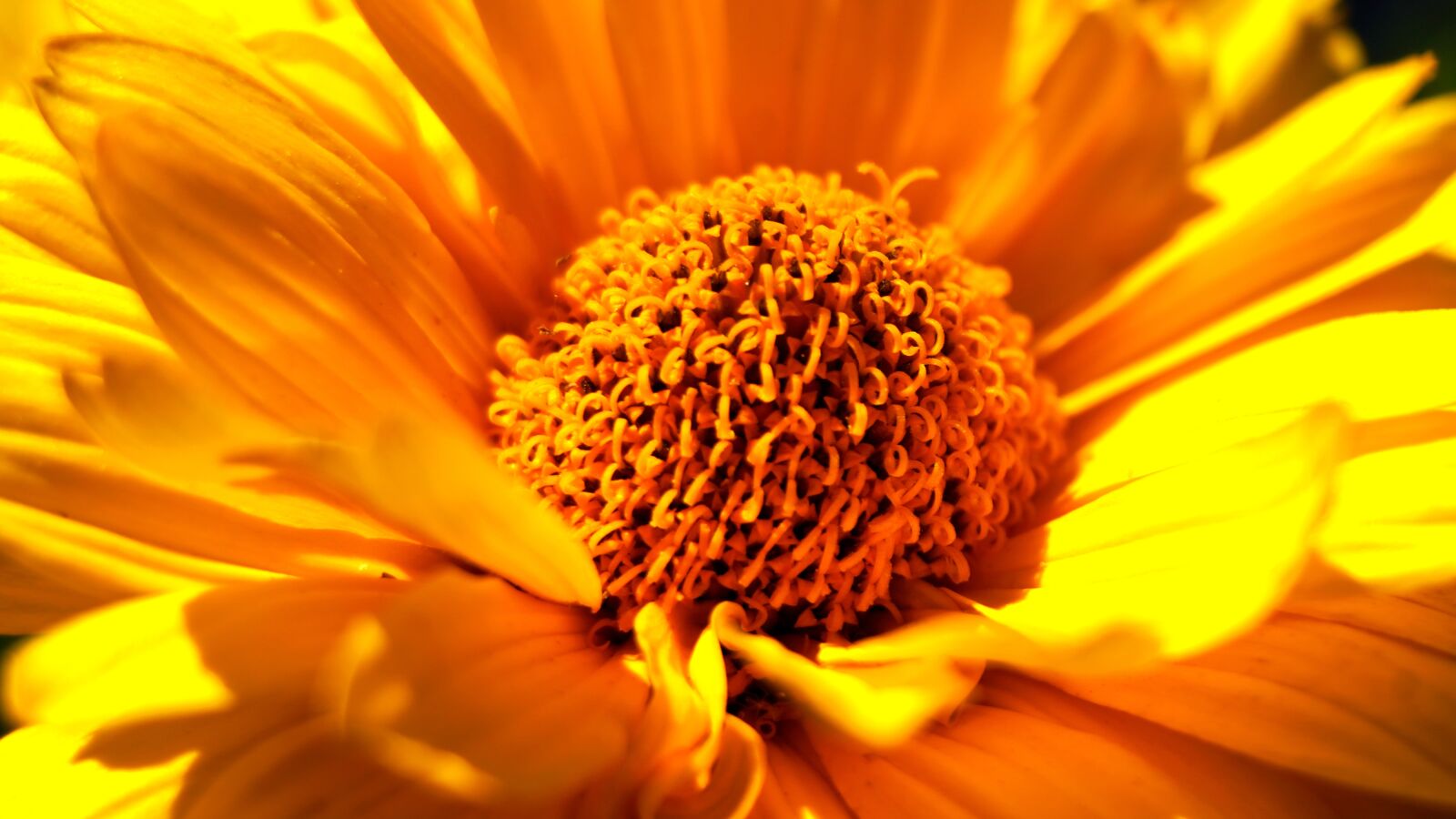 Sony a6400 sample photo. Flower, yellow, mädchenauge photography