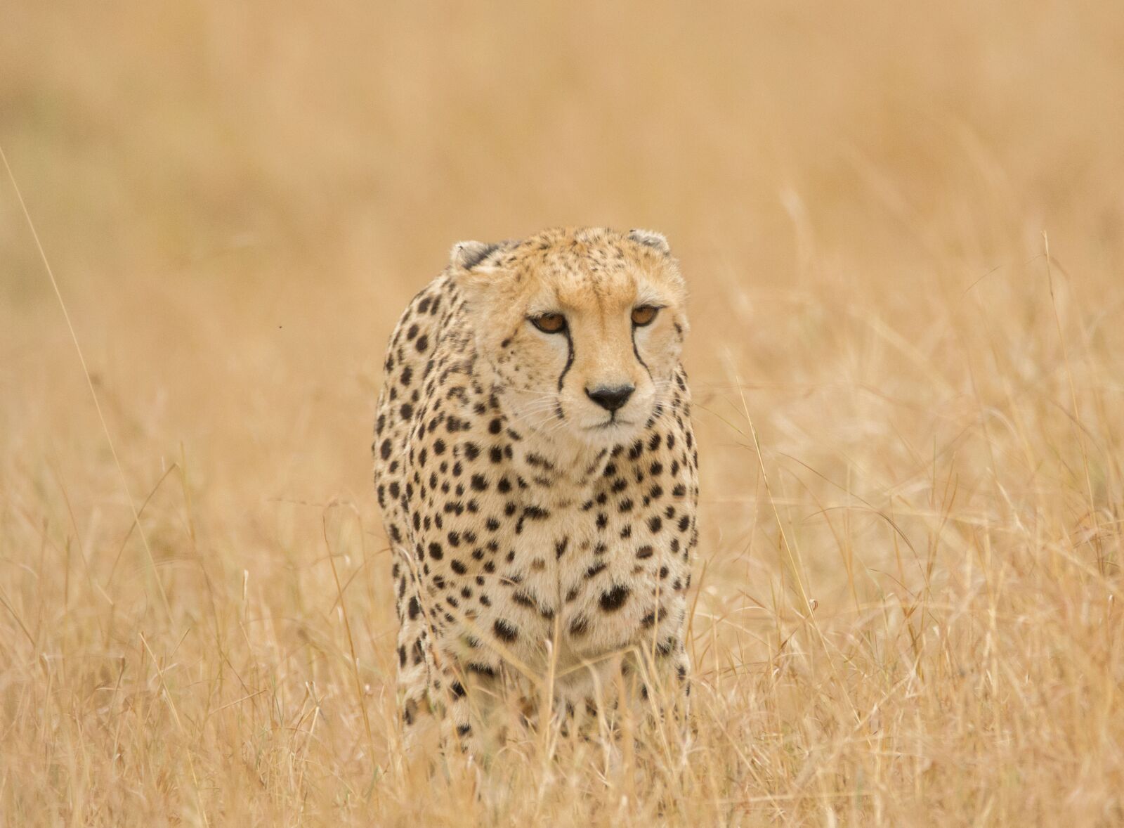 Nikon D3200 sample photo. Cheetah, savannah, safari photography
