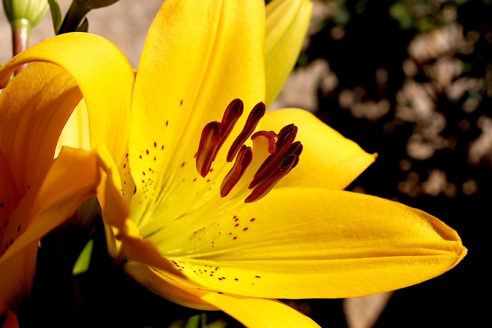 Canon EOS 800D (EOS Rebel T7i / EOS Kiss X9i) sample photo. Lily, bulbous plants, the photography