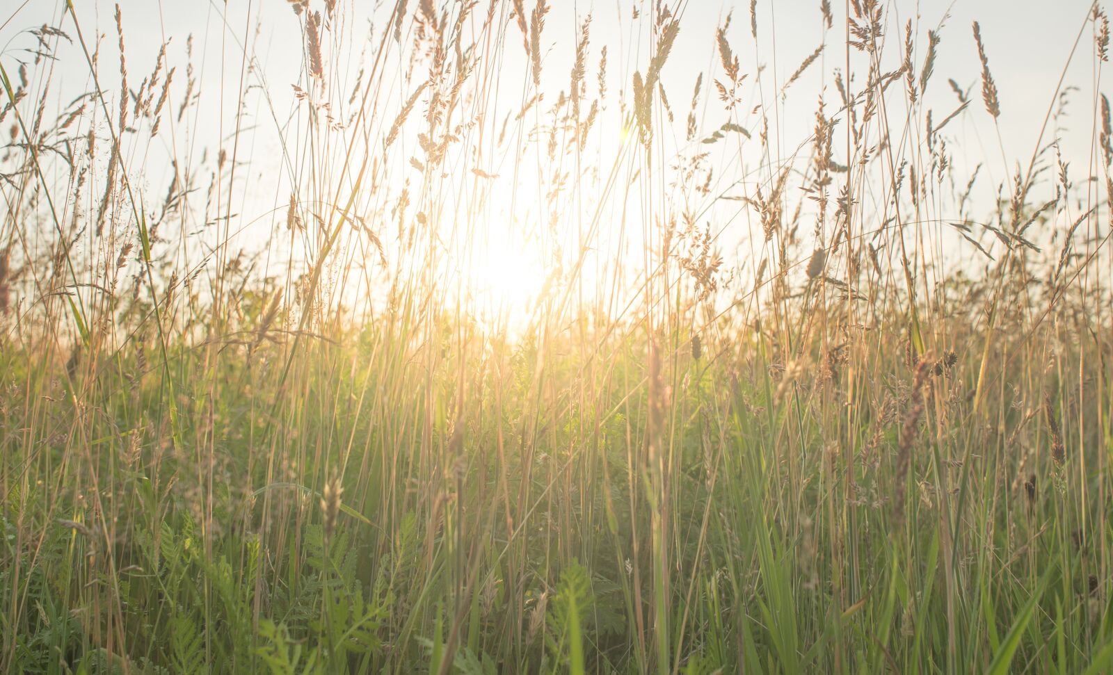 Nikon D610 sample photo. Summer, feeling, atmosphere photography