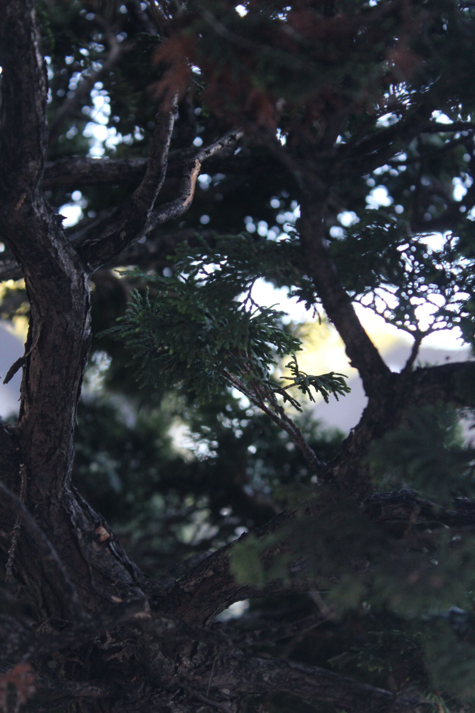 Canon EOS 1200D (EOS Rebel T5 / EOS Kiss X70 / EOS Hi) sample photo. Mothernature, nature photography