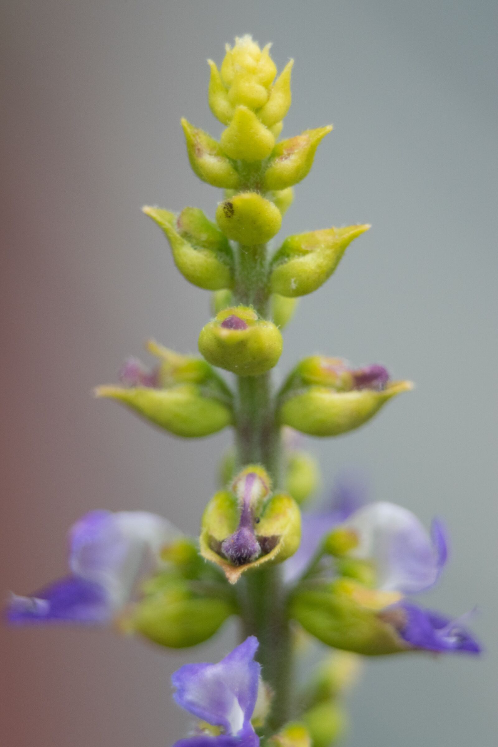 Nikon D3300 sample photo. Flower, nature, plant photography