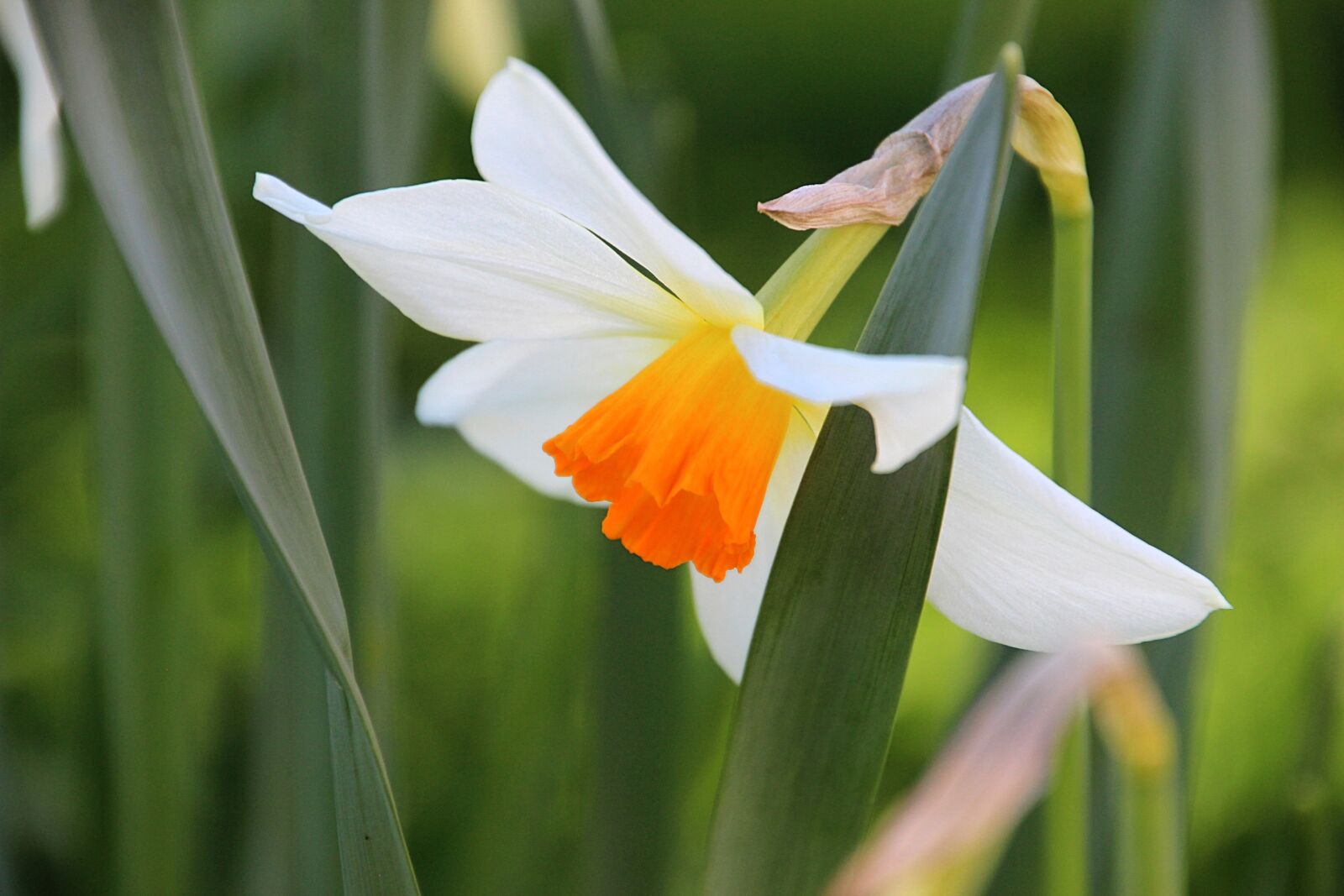 Canon EOS 600D (Rebel EOS T3i / EOS Kiss X5) sample photo. Spring, flower, orange photography