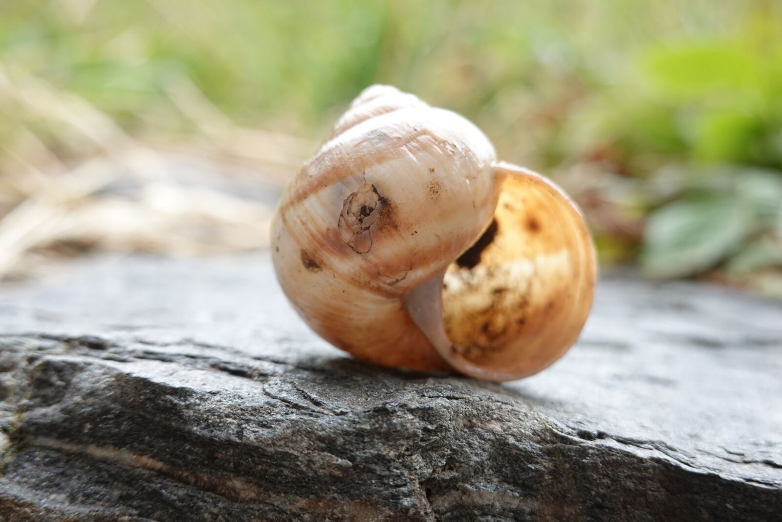 Sony Cyber-shot DSC-RX100 VI sample photo. Shell, stone, snail photography