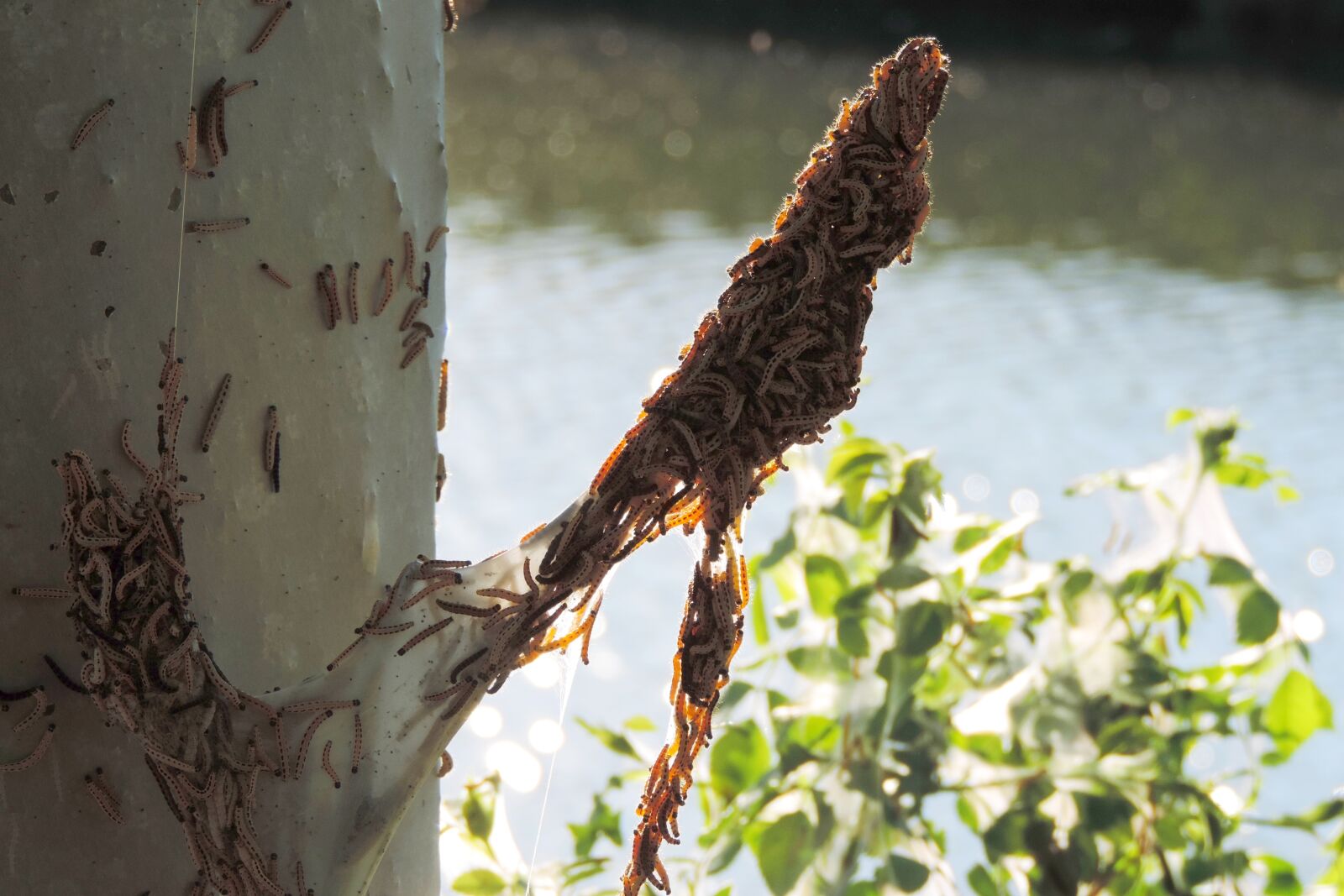 Nikon Coolpix P520 sample photo. Spinning moth caterpillars, tree photography