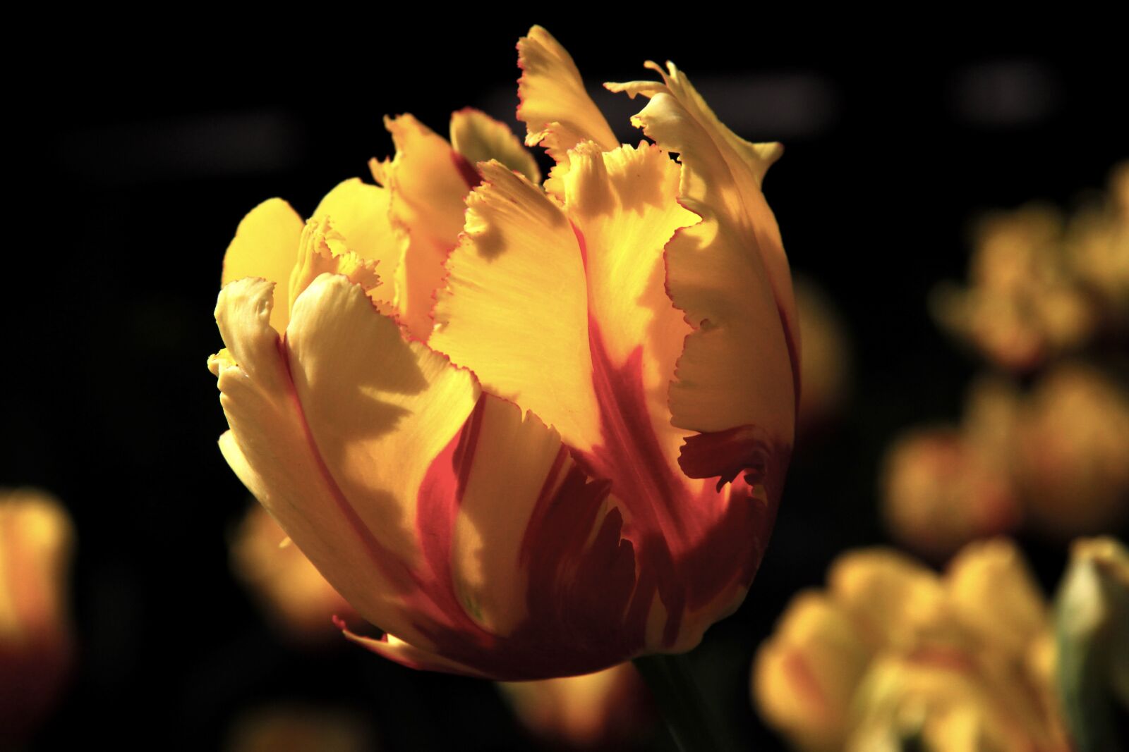 Canon EOS 500D (EOS Rebel T1i / EOS Kiss X3) sample photo. Sun, flower, yellow photography