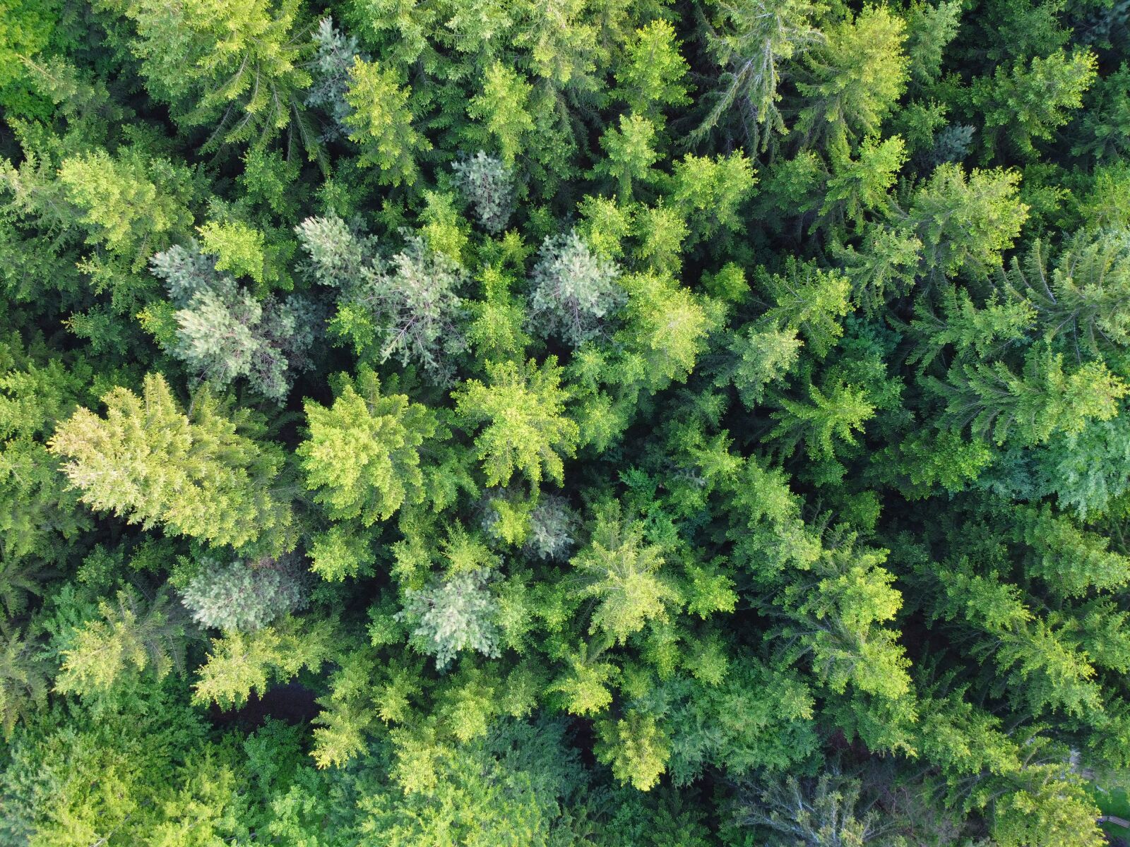 DJI FC7203 sample photo. Forest, coniferous forest, trees photography