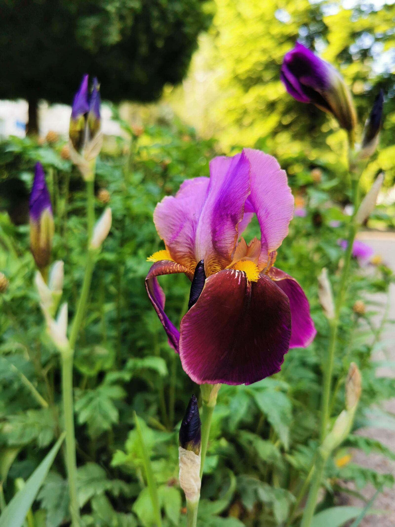 HUAWEI P30 Pro sample photo. Irises, flowers, greenery photography