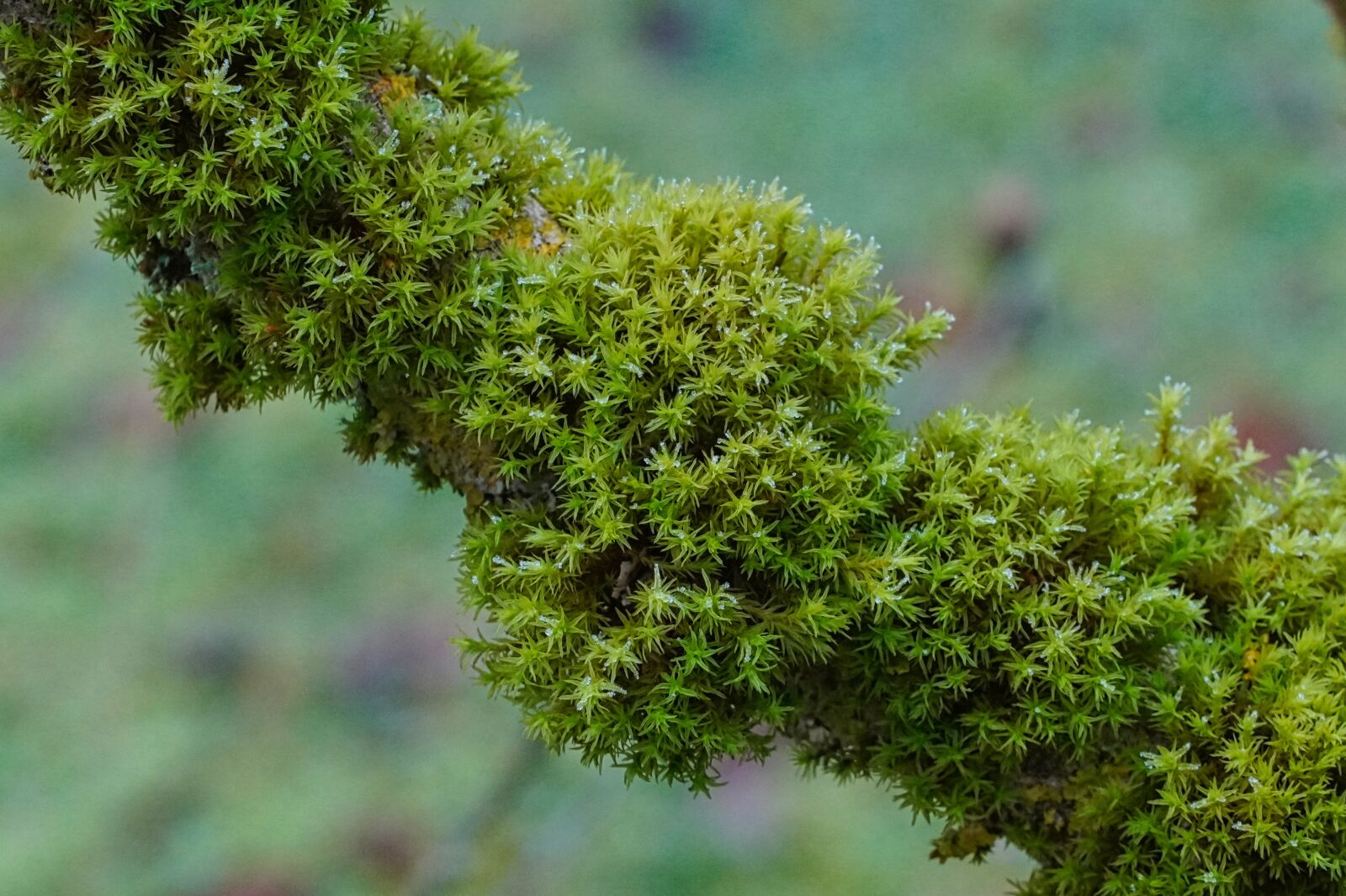 Sony a6400 sample photo. Branch, tree, moss photography