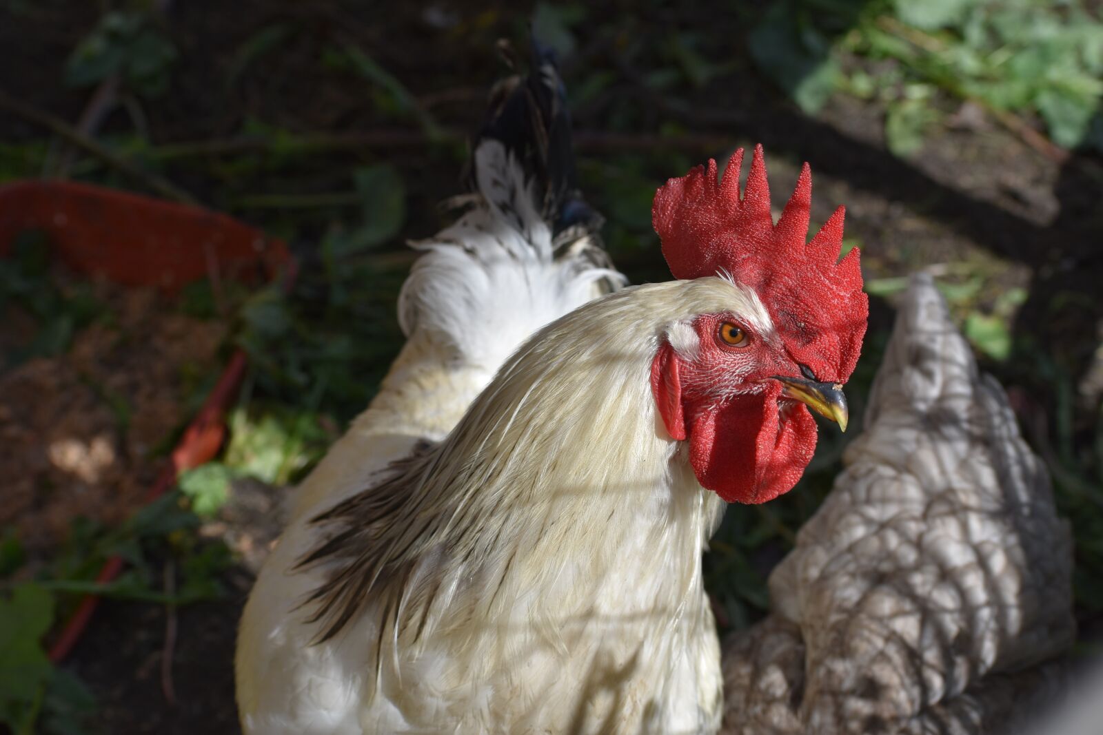 Nikon D3400 sample photo. Rooster, chicken, poultry photography