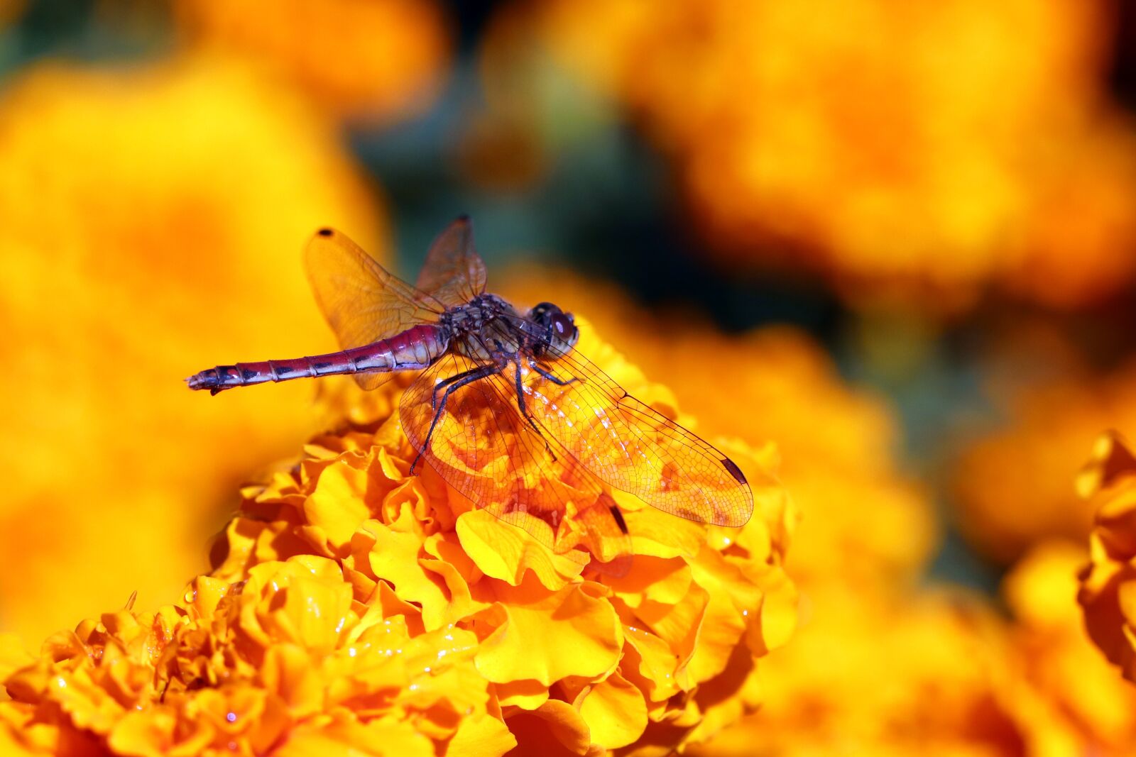 Canon EOS 800D (EOS Rebel T7i / EOS Kiss X9i) sample photo. Dragonfly, red dragonfly, flowers photography