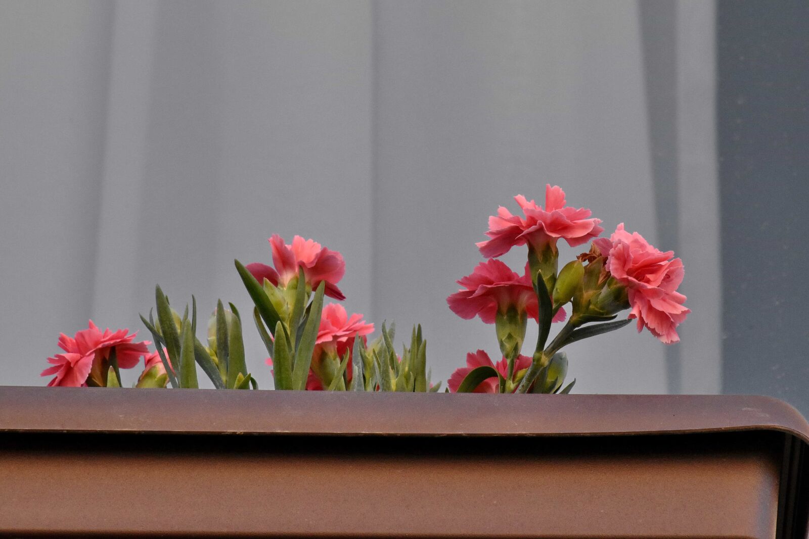 Nikon D5500 sample photo. Carnation, flowerpot, decoration, flower photography