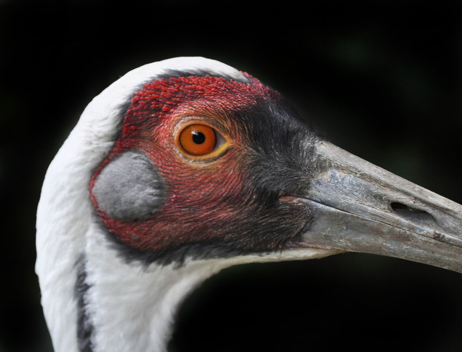 Nikon D5000 sample photo. Bird, zoo, wild bird photography
