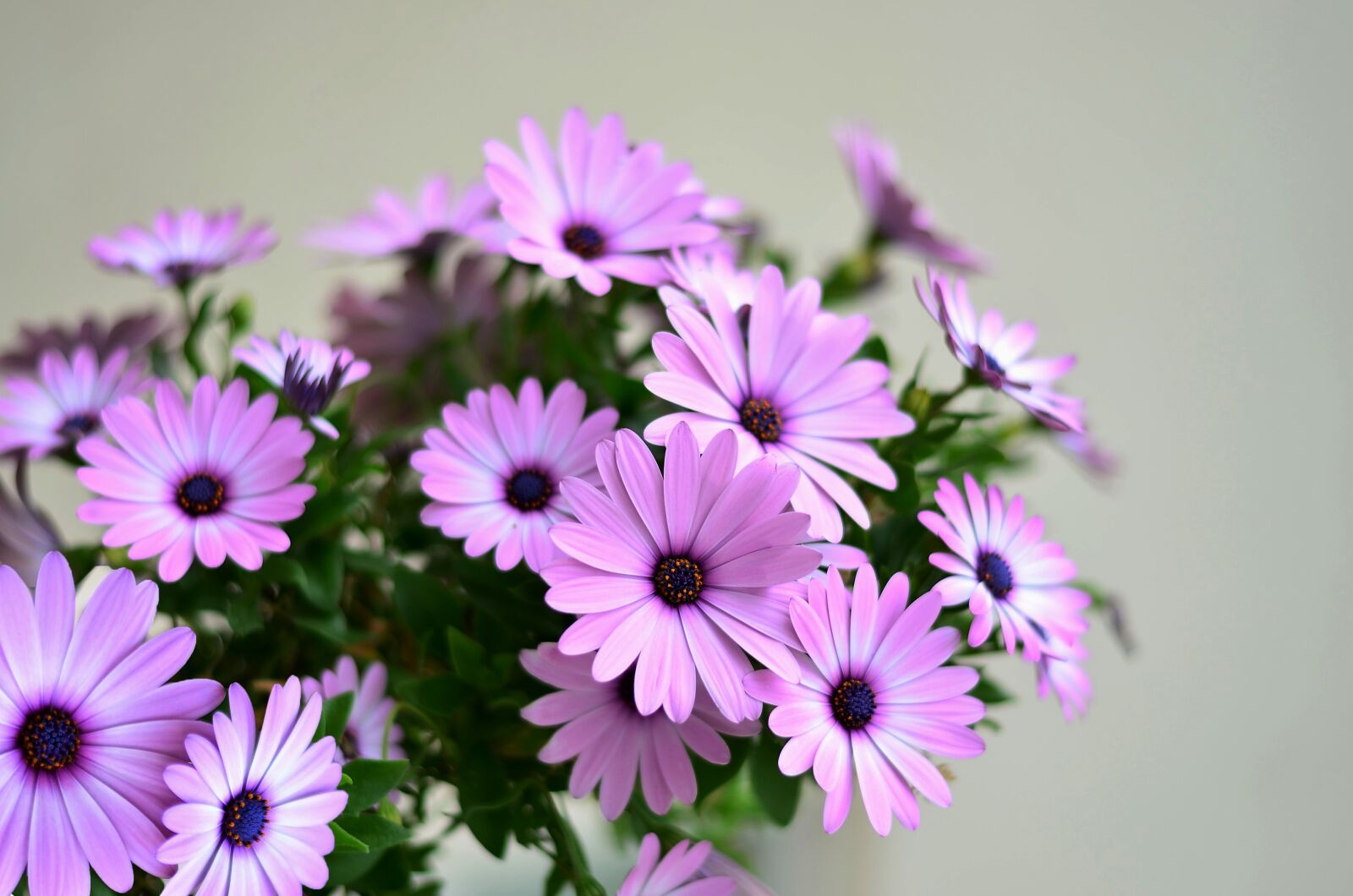 Nikon D5100 sample photo. Flower, green, plant photography