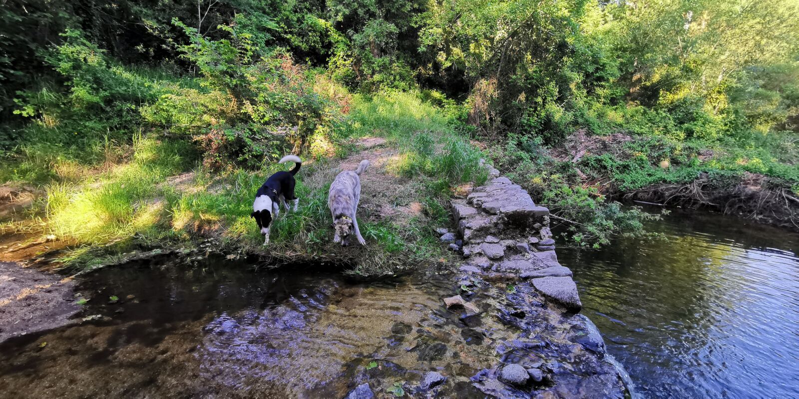 HUAWEI HMA-L29 sample photo. Dogs, water, nature photography