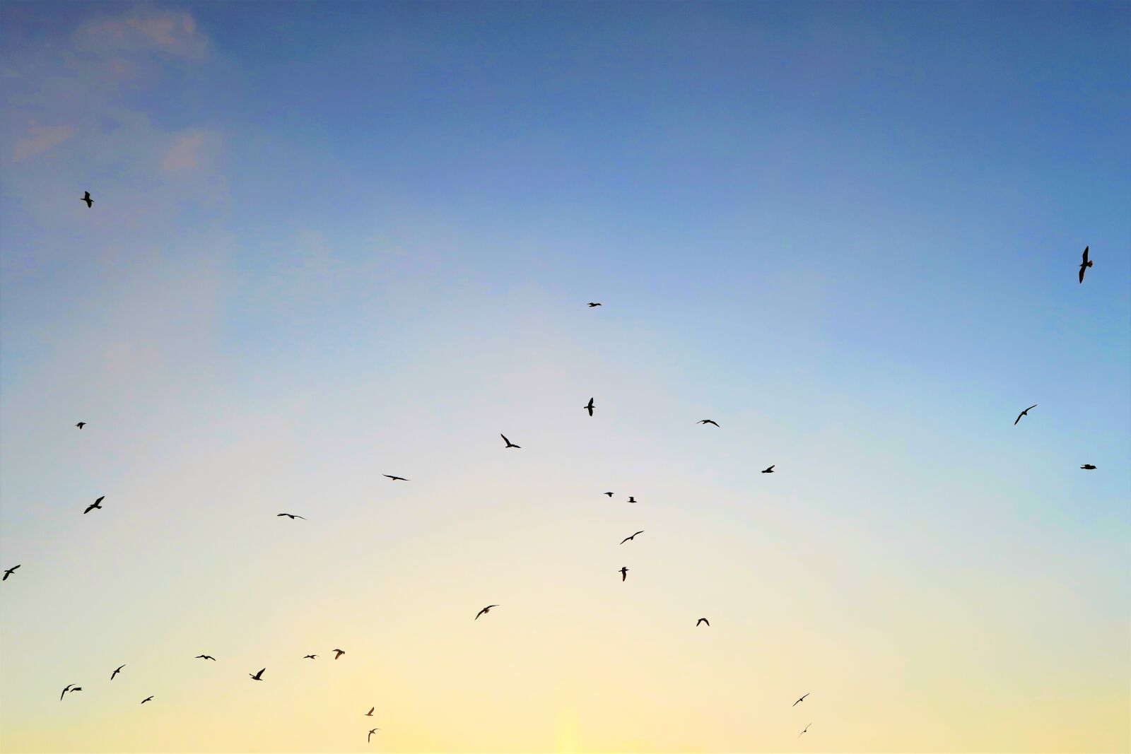 Canon PowerShot G7 X sample photo. Bird, seagull, in the photography