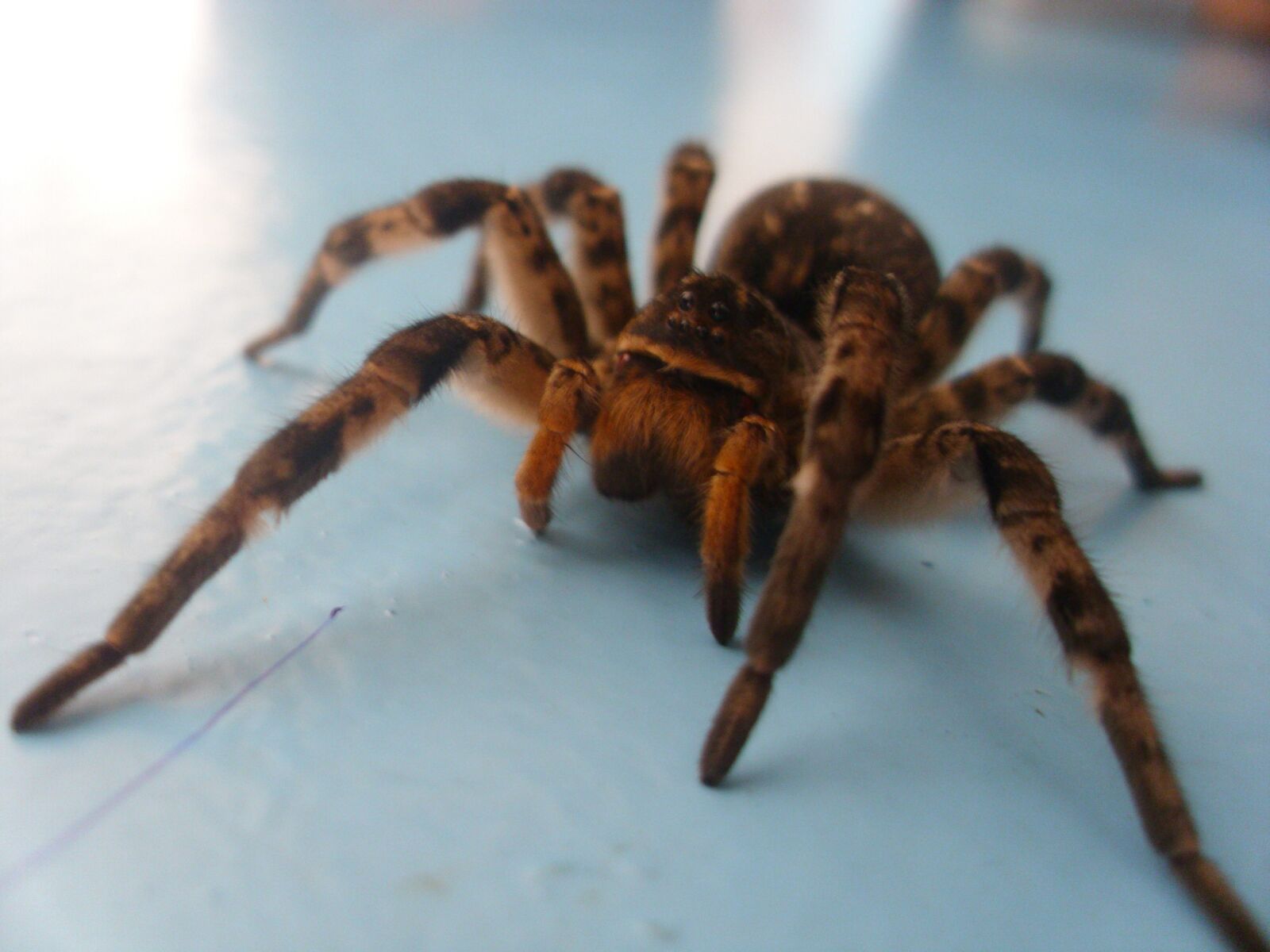 Polaroid i1237 sample photo. Spider, tarantula, insect photography