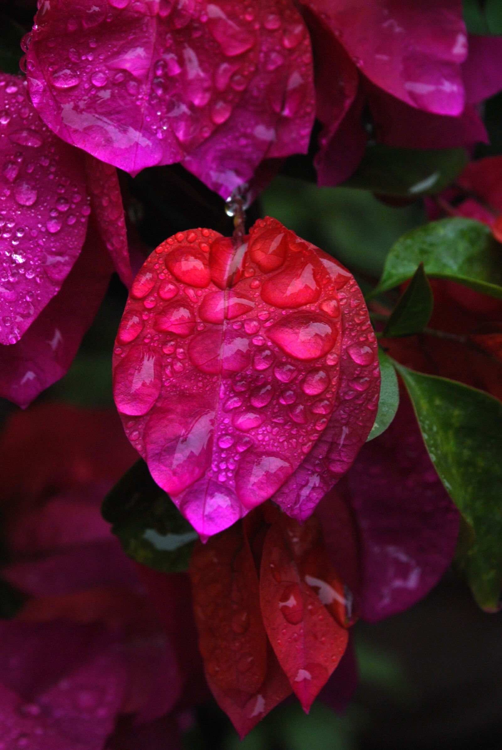 Nikon D60 sample photo. Flower, water, drop photography