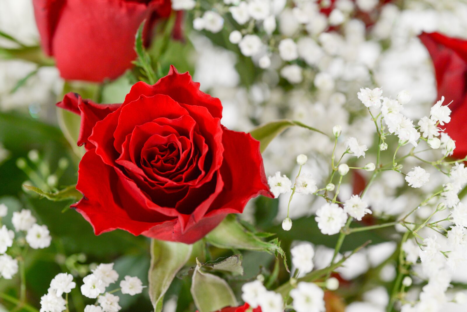 Nikon D610 sample photo. Red, rose, bouquet photography