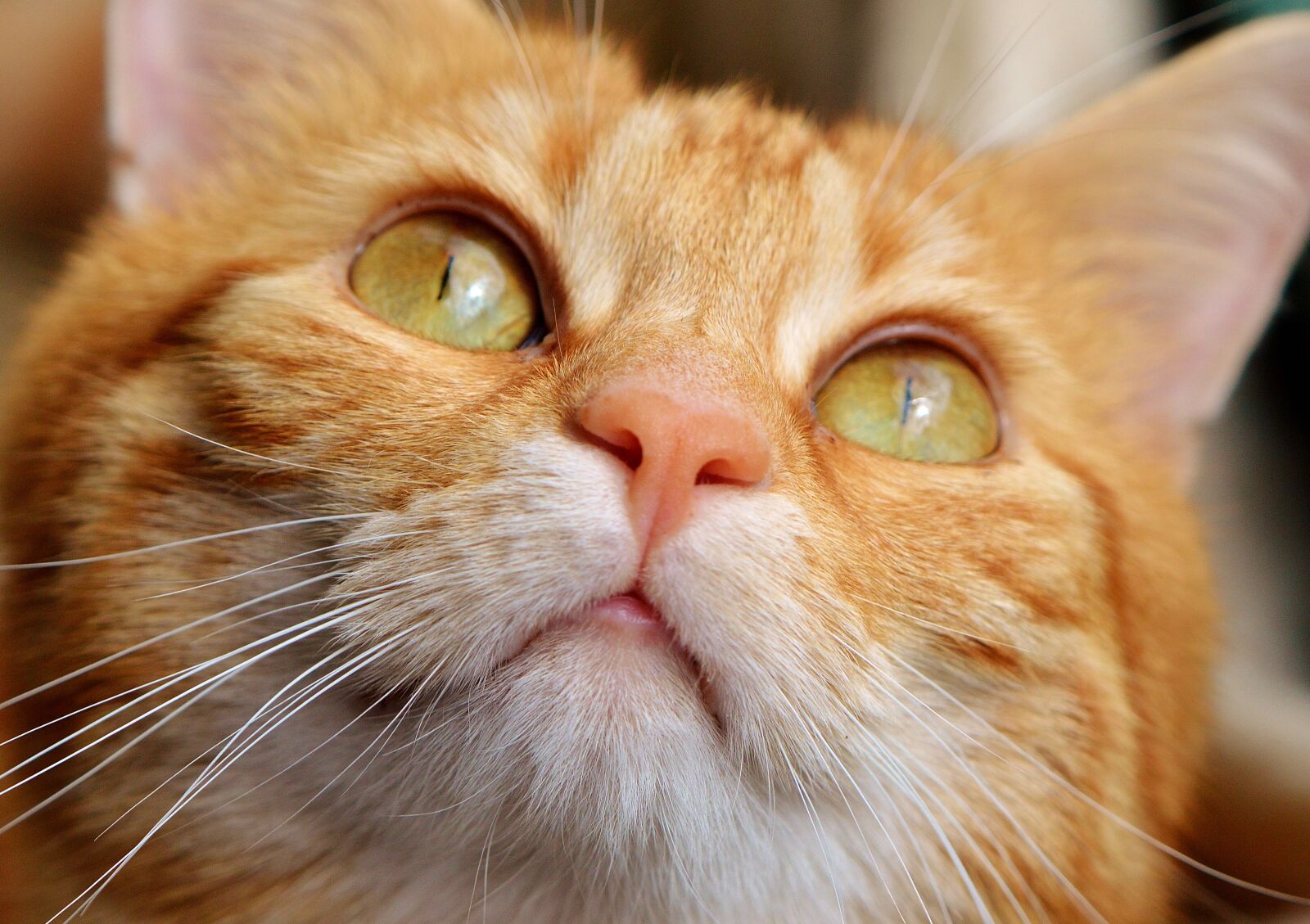 Nikon D3200 sample photo. Cat, red, cute photography