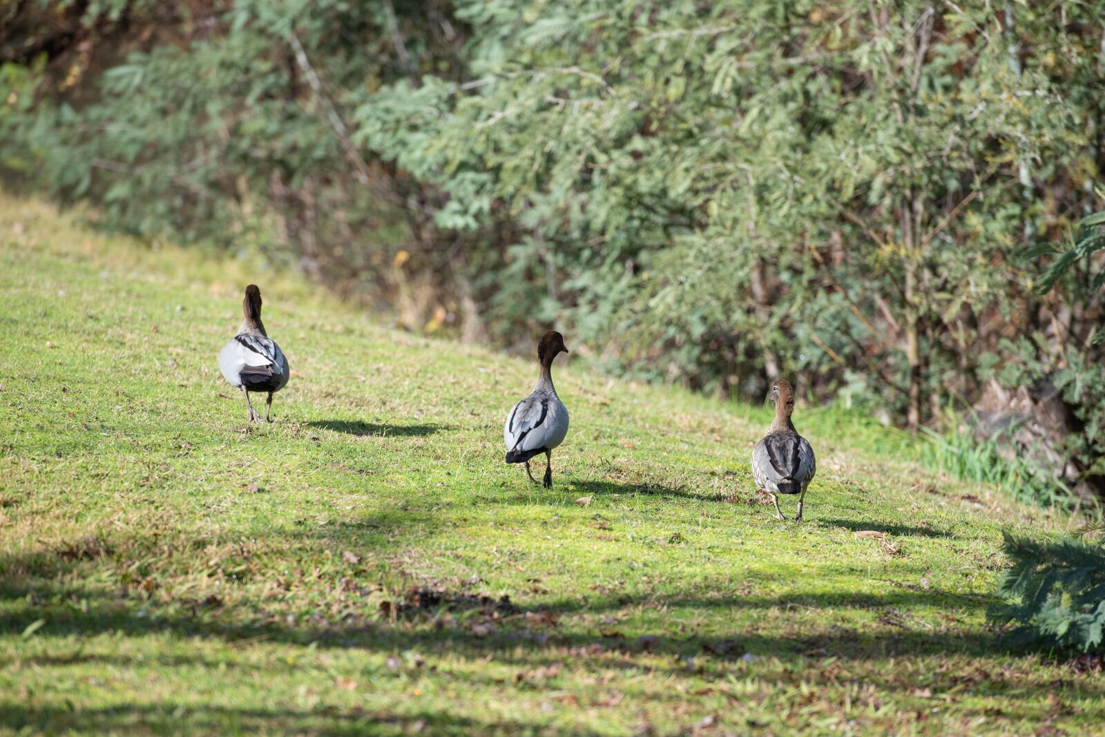 Nikon D750 sample photo. Australian wood duck, maned photography