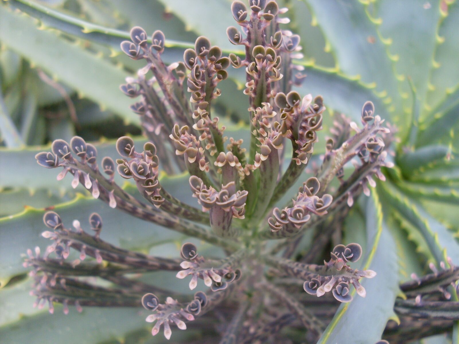 Samsung KENOX S760  / Samsung S760 sample photo. Cactus flower, green purple photography