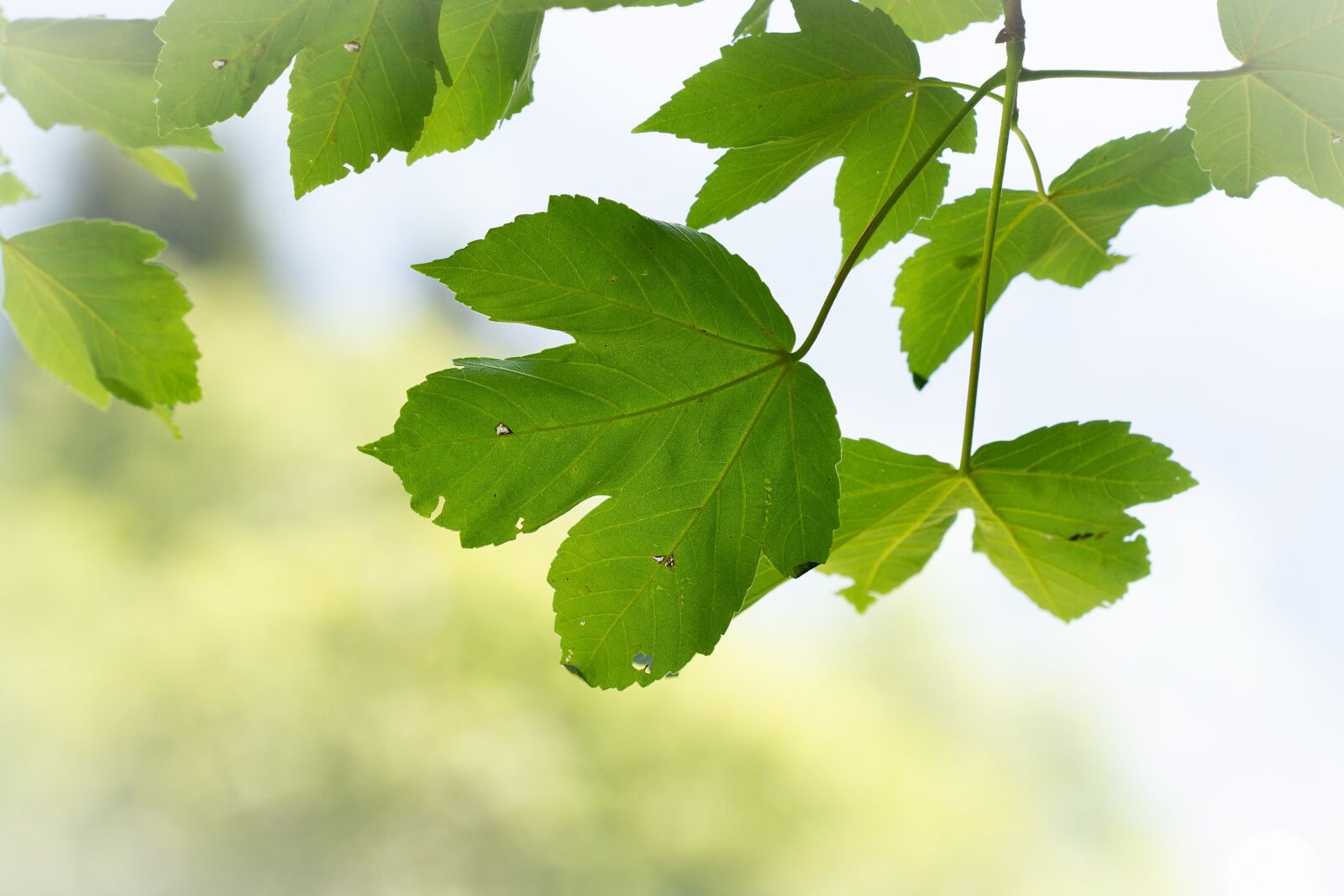 Nikon D7100 sample photo. Leaves, green, green leaves photography