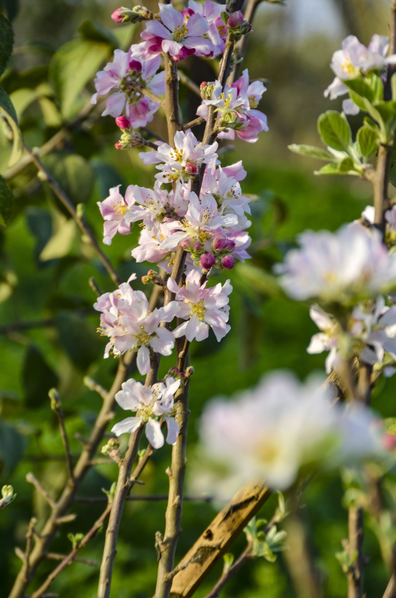 Nikon D7000 sample photo. Bed, garden, plant photography