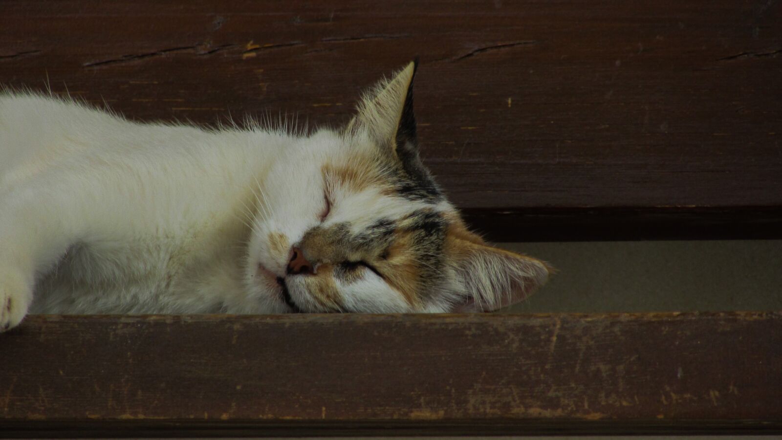 Canon PowerShot SX400 IS sample photo. Cat, resting, relax photography