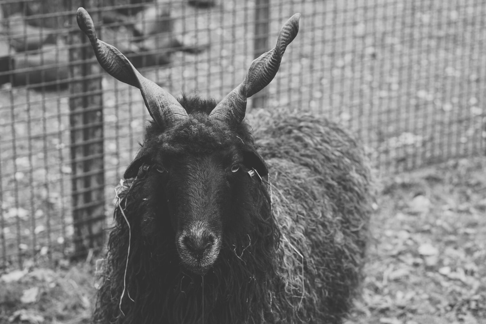 E 50mm F1.8 OSS sample photo. Sheep, black, horns photography