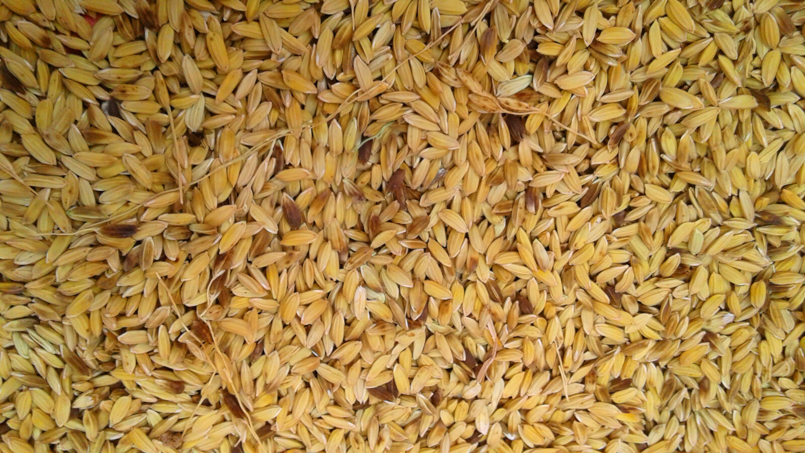 Samsung Galaxy J2 sample photo. Brown, paddy, paddy, seeds photography