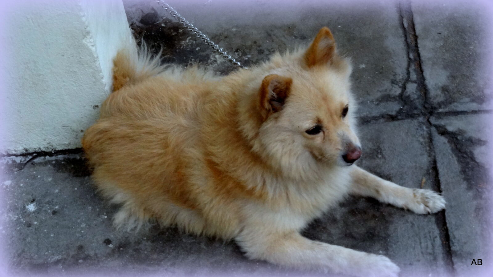 Sony Cyber-shot DSC-HX9V sample photo. Cat, on, snow photography