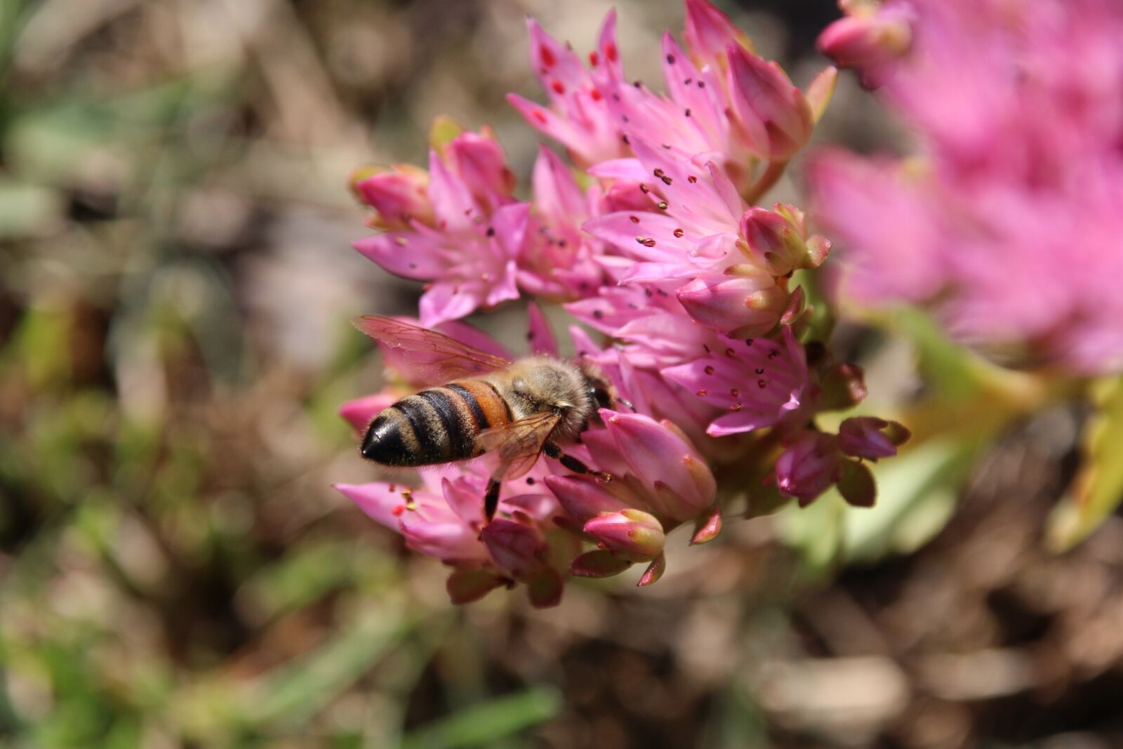 Canon EOS 1200D (EOS Rebel T5 / EOS Kiss X70 / EOS Hi) sample photo. Bee, blossom, bloom photography