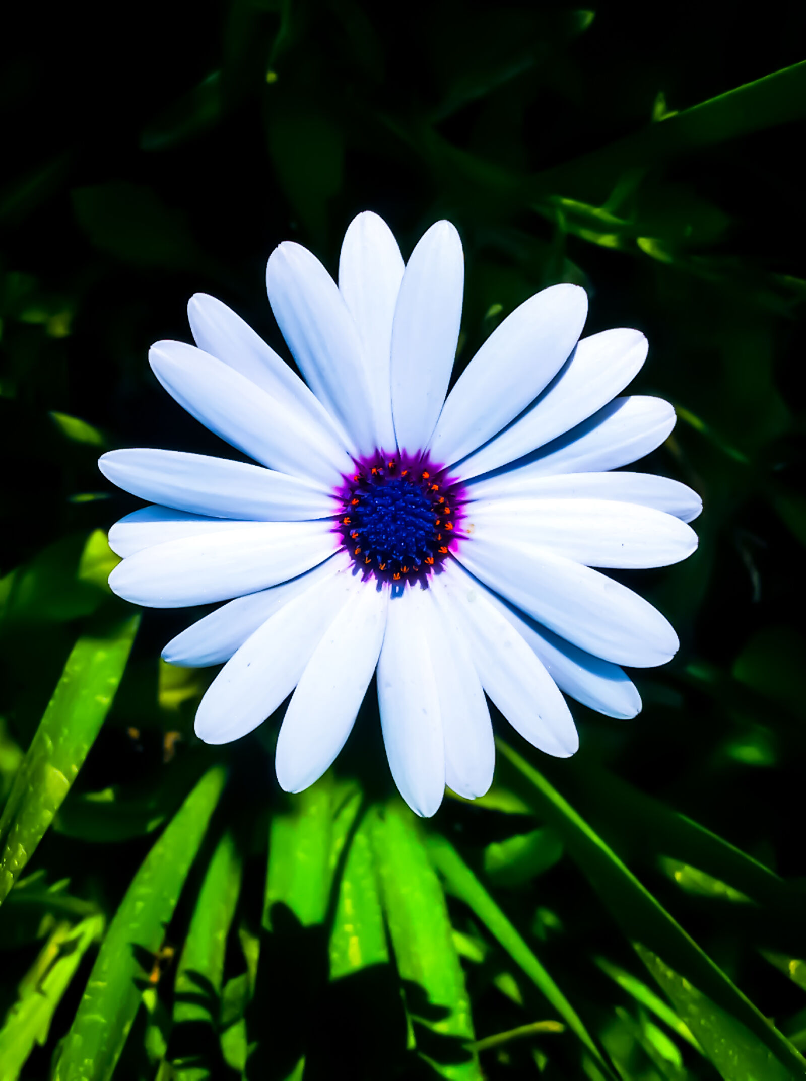 Samsung GT-I9300I sample photo. Flowers, hd, wallpaper, white photography