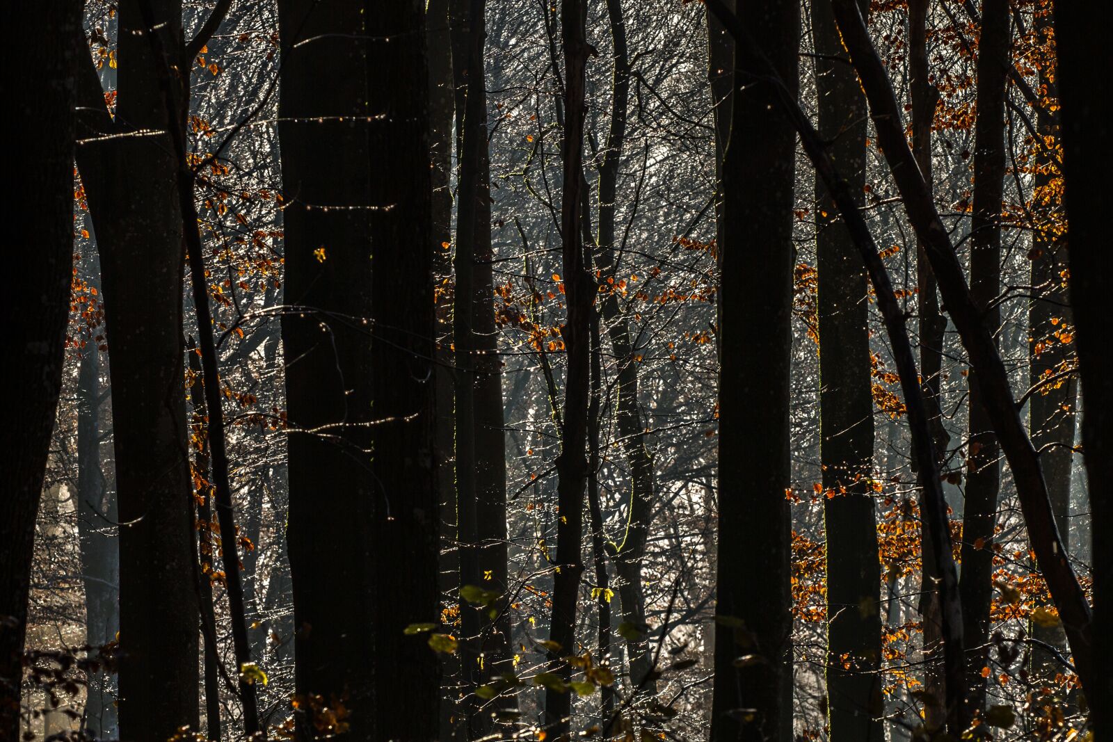 Canon EOS 7D sample photo. Drip, forest, autumn photography
