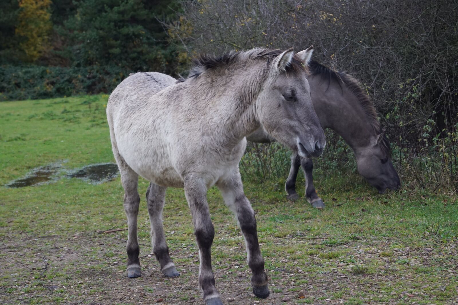 Sony SLT-A68 + Sony DT 18-55mm F3.5-5.6 SAM II sample photo. Wild horses, foal, hesse photography