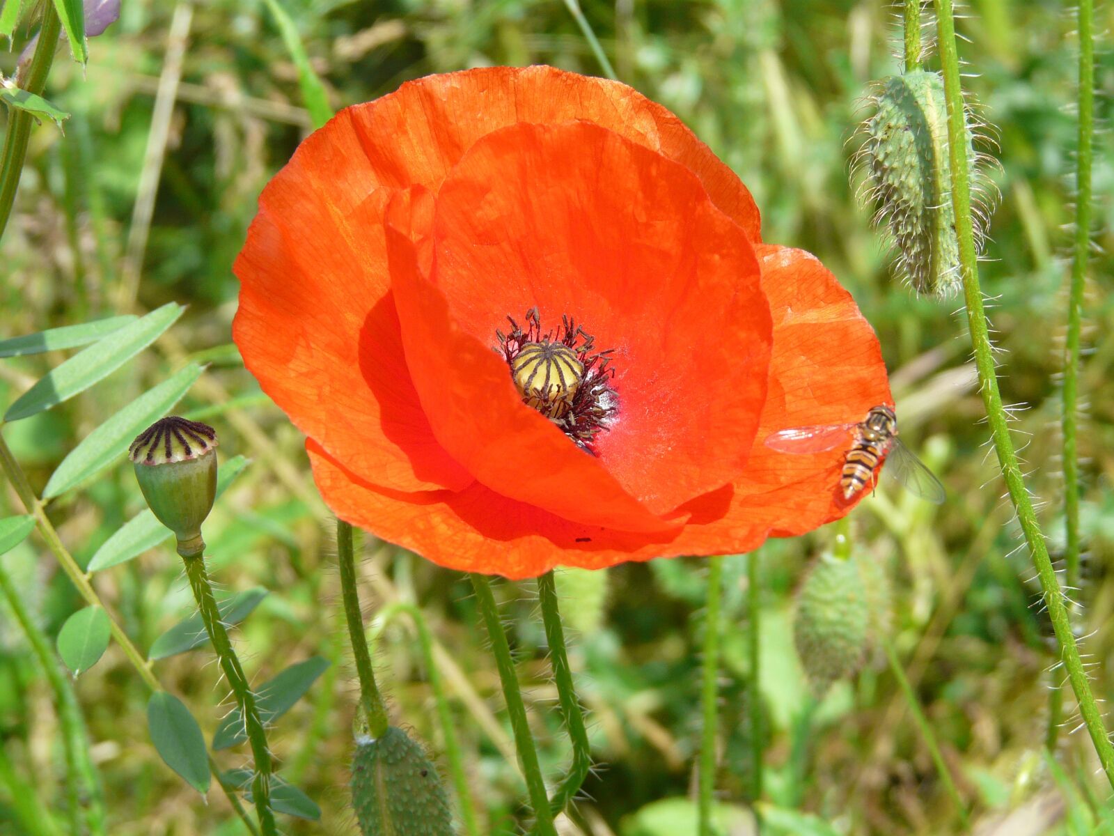 Panasonic DMC-FZ18 sample photo. Fields, flowers, poppy photography