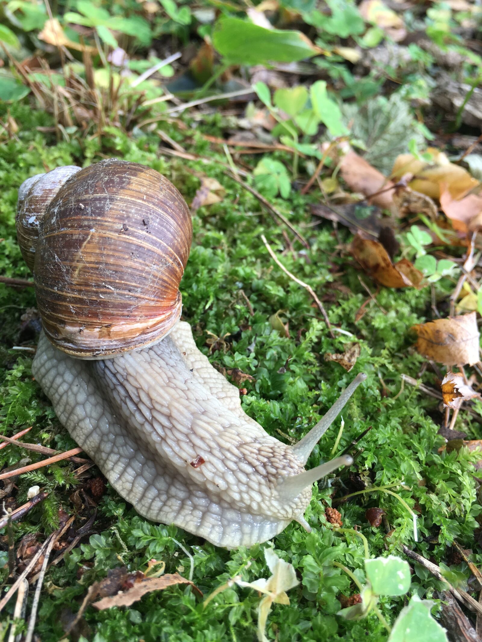 Apple iPhone 6s sample photo. Snail, forest, wood photography