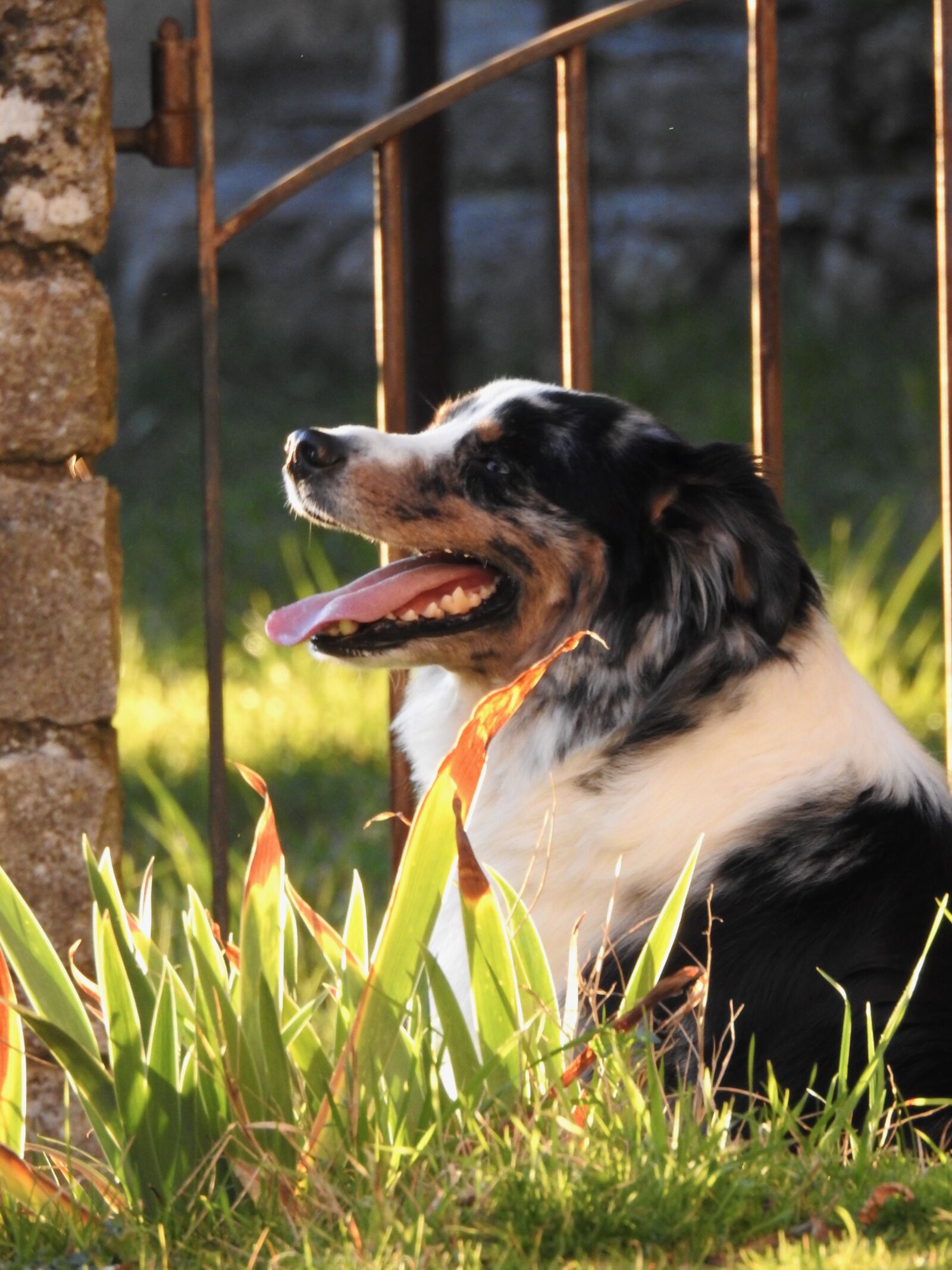 Nikon Coolpix P900 sample photo. Peace, dog, calm photography