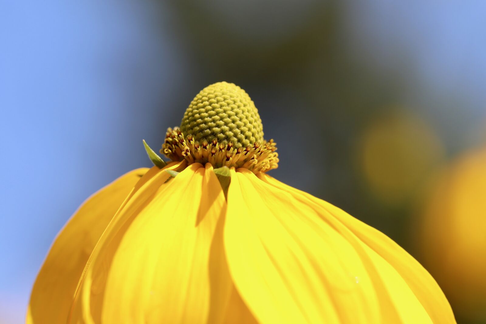 Canon EOS 800D (EOS Rebel T7i / EOS Kiss X9i) sample photo. Coneflower, rudbeckia, blossom photography