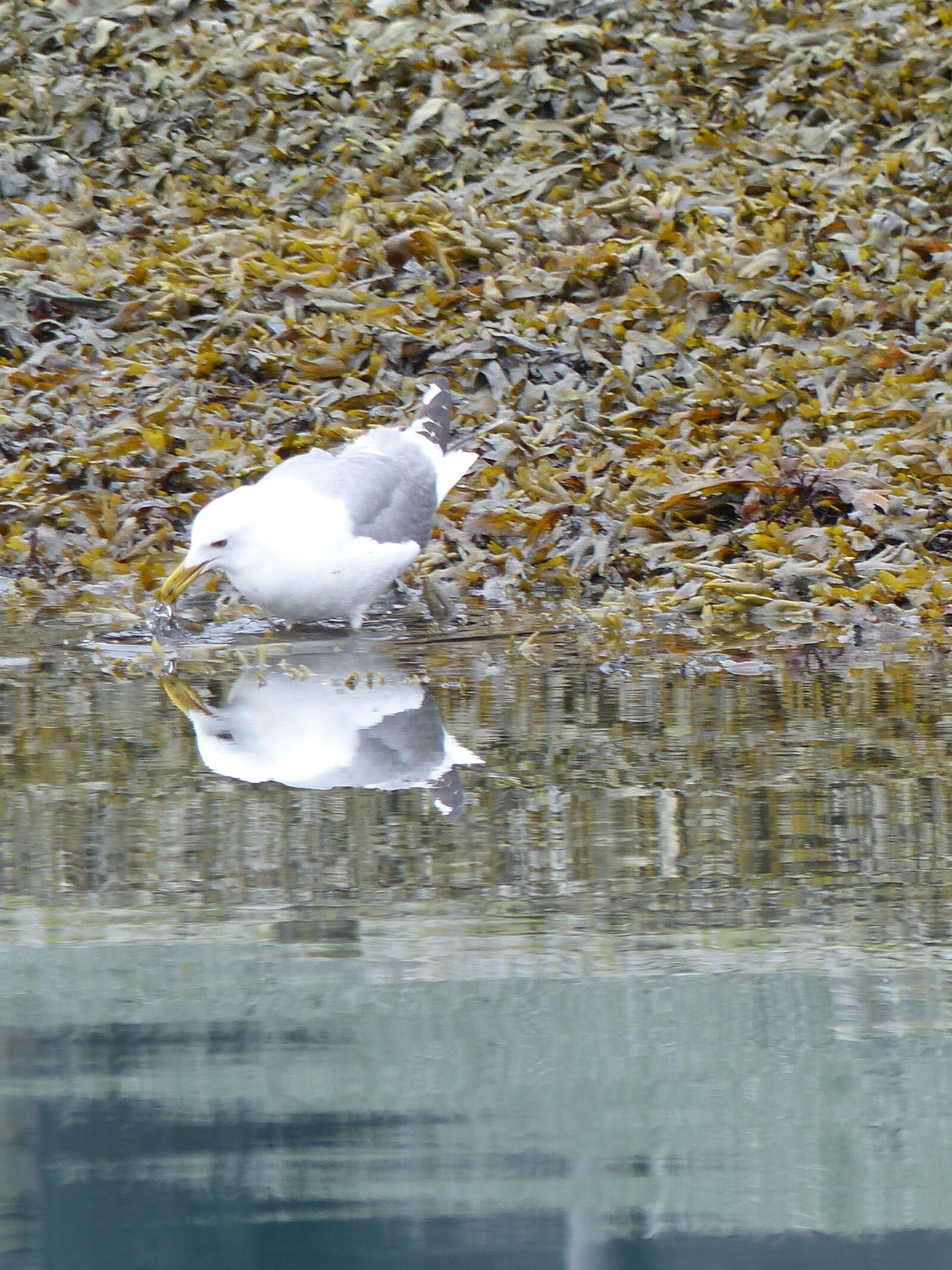 Panasonic Lumix DMC-FZ200 sample photo. Seagull, bathing, water photography