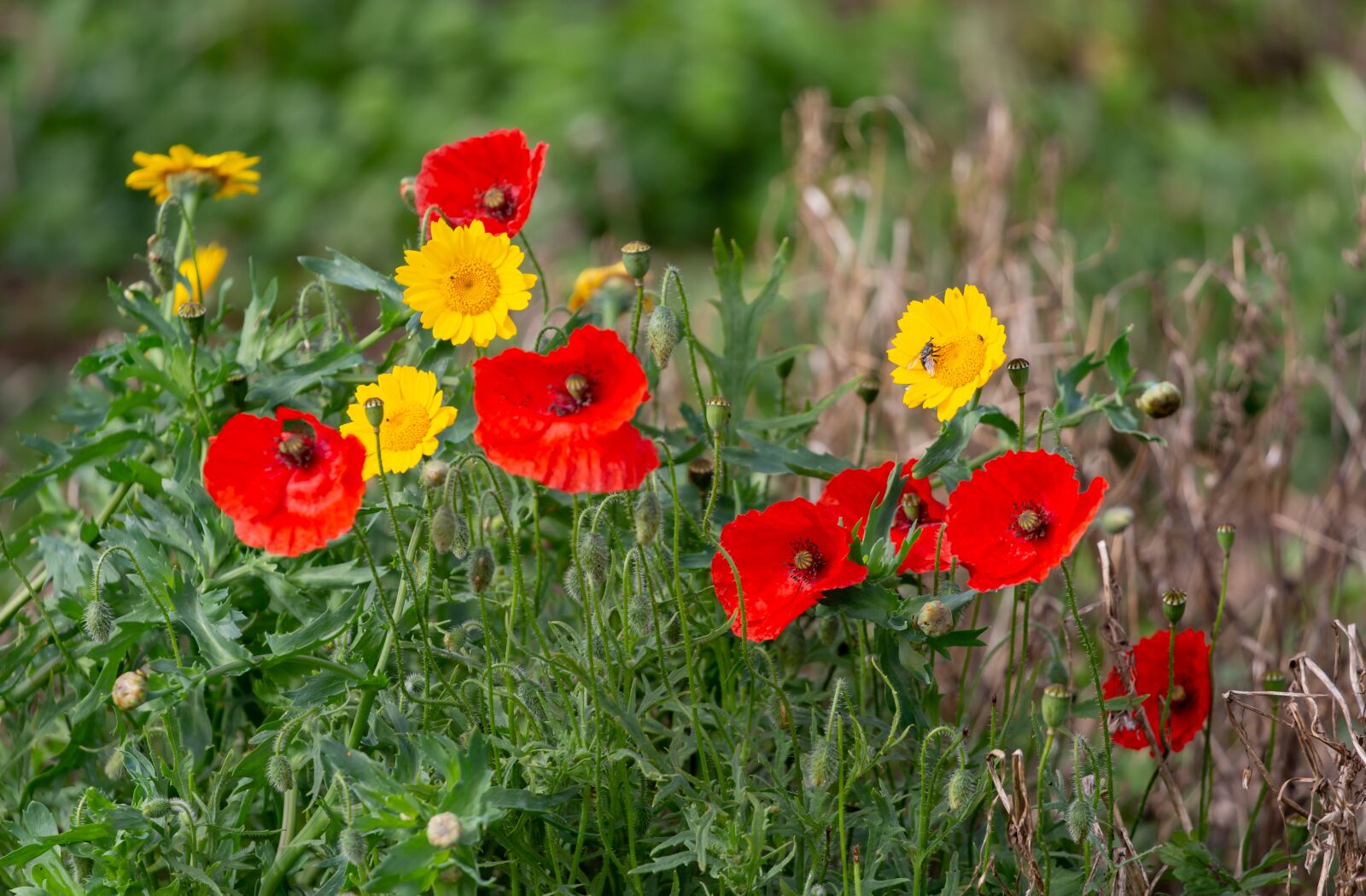 Canon EOS 5D Mark III + Canon EF 100-400mm F4.5-5.6L IS II USM sample photo. Poppies, yellow flowers, flowers photography